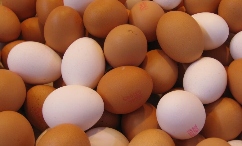 Fødevarestyrelsen ophæver nu anbefalingen om, at børn mellem 4 og 9 år skal spise færre økologiske æg.